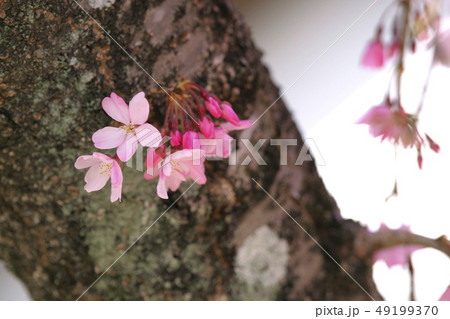 枝垂桜 枝垂桜 49199370