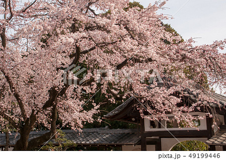 香積院の桜 香積院の桜 49199446