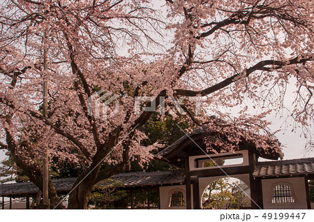 香積院の桜 香積院の桜 49199447