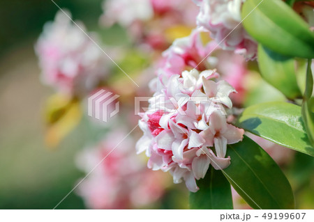 沈丁花 49199607