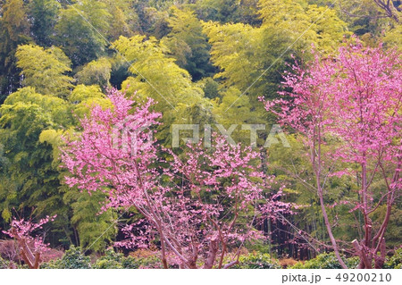 春のイメージ・背景素材 49200210