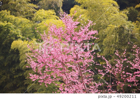 春のイメージ・背景素材 春のイメージ・背景素材 49200211