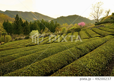 茶畑の紅一点 茶畑の紅一点 49200237