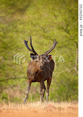 Sambar deer, Rusa unicolor in nature habitat. 49200702