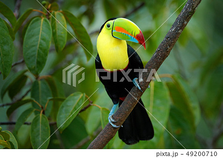 Toucan sitting on the branch in the forest Toucan sitting on the branch in the forest 49200710