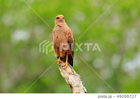 Savanna hawk, Buteogallus meridionalis Savanna hawk, Buteogallus meridionalis 49200727