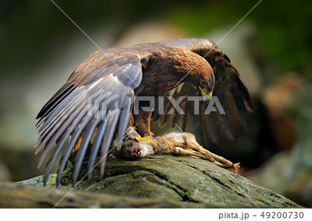 Golden Eagle, Aquila chrysaetos, feeding on animal Golden Eagle, Aquila chrysaetos, feeding on animal 49200730