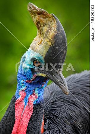 Detail portrait of Southern cassowary 49200733