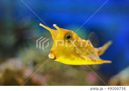 Longhorn cowfish, Lactoria cornuta Longhorn cowfish, Lactoria cornuta 49200736