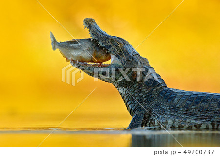 Yacare Caiman, crocodile with fish in open mouth Yacare Caiman, crocodile with fish in open mouth 49200737
