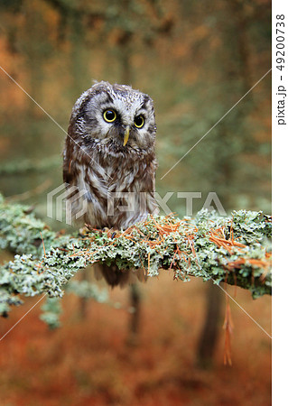 Boreal owl in the orange leave autumn forest Boreal owl in the orange leave autumn forest 49200738