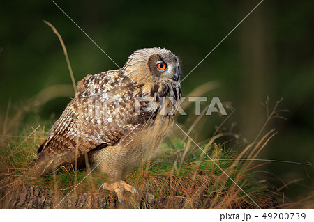 Sitting young Eurasian Eagle Owl Sitting young Eurasian Eagle Owl 49200739
