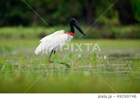 Costa Rica Jabiru, Jabiru mycteria in the lake 49200746