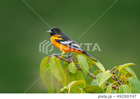 Baltimore Oriole, Icterus galbula, on green brunch 49200747