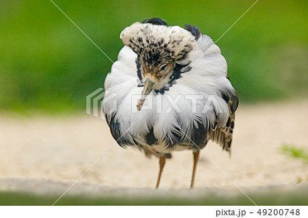 Ruff Philomachus pugnax, in nature lake habitat 49200748