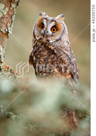 Long-eared Owl sitting on branch in larch forest 49200750