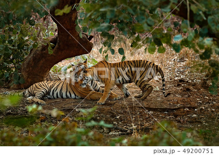 Couple of Indian tiger, Ranthambore, India. 49200751