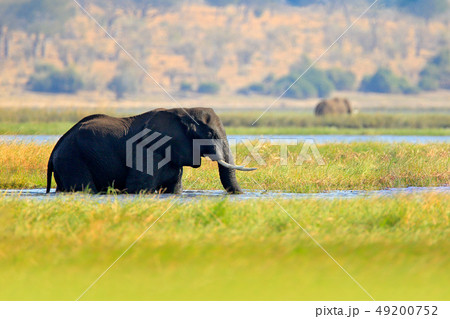 African elephant drinking at a waterhole African elephant drinking at a waterhole 49200752