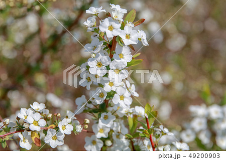ユキヤナギ 49200903