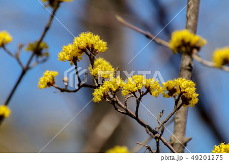 サンシュユ 49201275