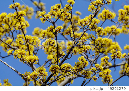 サンシュユ 49201279