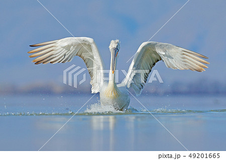 Dalmatian pelican with open wing on the lake 49201665