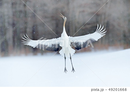 Dancing Red-crowned crane with open wings 49201668