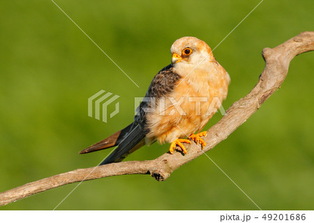 Red-footed Falcon, Falco vespertinus 49201686