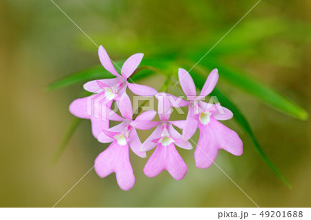 Oerstedella centradenia wild orchid from Panama 49201688