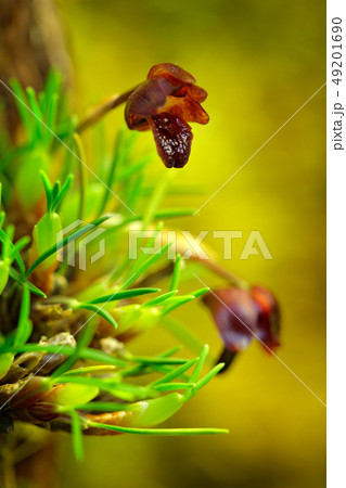 Beautiful bloom, close-up detail 49201690