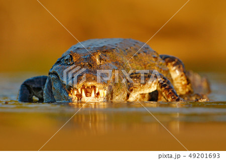 Evening light with crocodile Yacare Caiman Evening light with crocodile Yacare Caiman 49201693