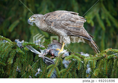 Goshawk with killed jay on green spruce tree 49201696
