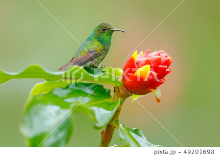 Hummingbird with clear green background 49201698