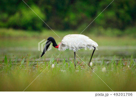 Jabiru, Jabiru mycteria, black and white bird 49201706