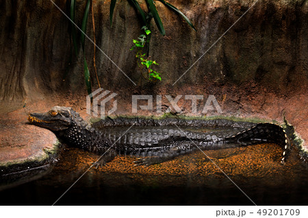 Cuvier's dwarf caiman, Paleosuchus palpebrosus Cuvier's dwarf caiman, Paleosuchus palpebrosus 49201709