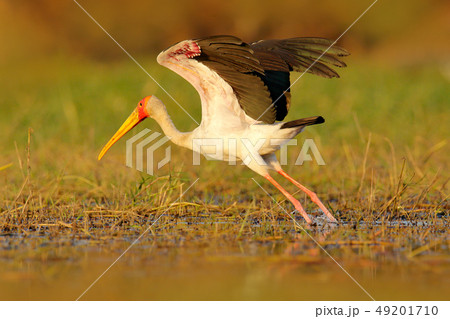 Yellow-billed Stork, Mycteria ibis, walk in water Yellow-billed Stork, Mycteria ibis, walk in water 49201710