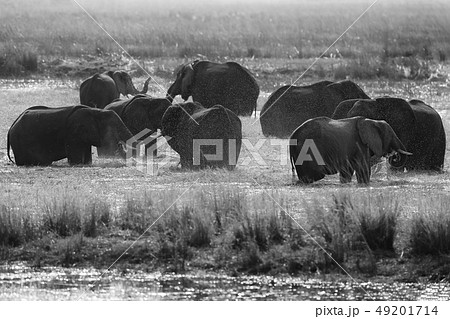 Black and white Africa. Herd of African Elephants 49201714
