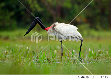 Jabiru, Jabiru mycteria, in the green water grass 49201715
