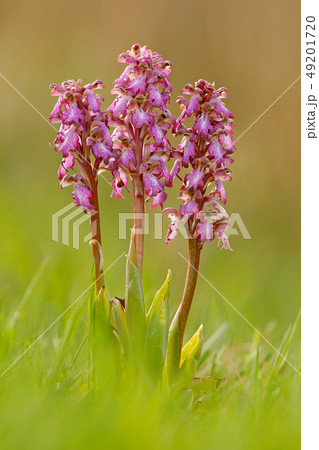 Detail of Giant Orchid, Barlia robertiana Detail of Giant Orchid, Barlia robertiana 49201720