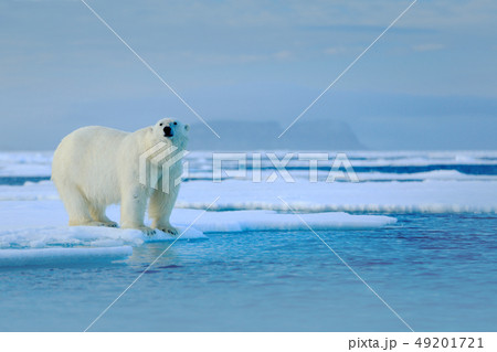 Polar bear on drift ice edge with snow a water 49201721