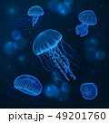 Hand drawn sketch isolated jellyfish, marine animals 49201760