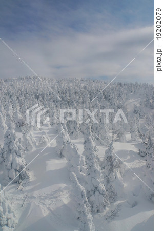 蔵王ロープウェイ 樹氷 蔵王ロープウェイ 樹氷 49202079