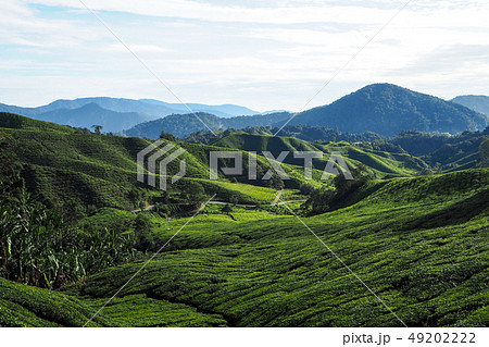 Tea Plantation 49202222