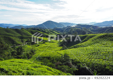 Tea Plantation 49202224