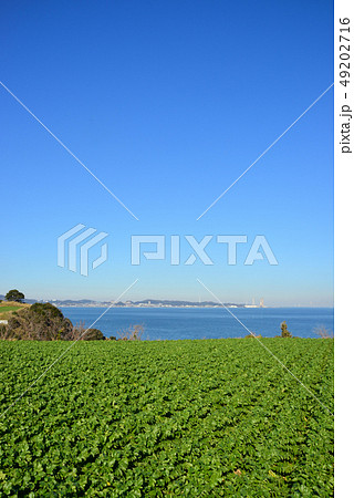 三浦市南下浦金田付近の風景 49202716