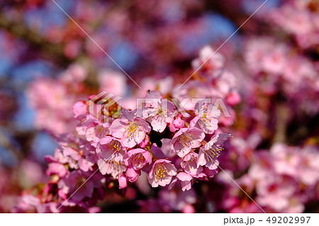 河津桜 49202997