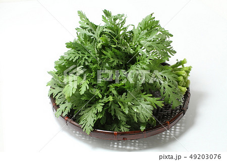 春菊のザル盛り、緑黄色野菜、白バック 春菊のザル盛り、緑黄色野菜、白バック 49203076