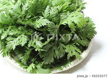 春菊のザル盛り、緑黄色野菜、白バック 49203077