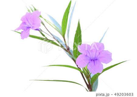 Ruellia tuberosa flower 49203603