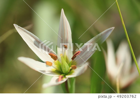 アマナ アマナ 49203762